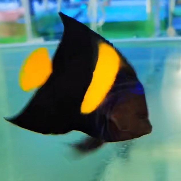 新魚到貨