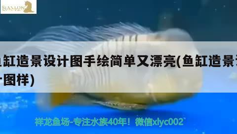 魚缸造景設(shè)計(jì)圖手繪簡(jiǎn)單又漂亮(魚缸造景設(shè)計(jì)圖樣) 魚缸造景設(shè)計(jì)圖手繪簡(jiǎn)單又漂亮(魚缸造景設(shè)計(jì)圖樣) 森森魚缸