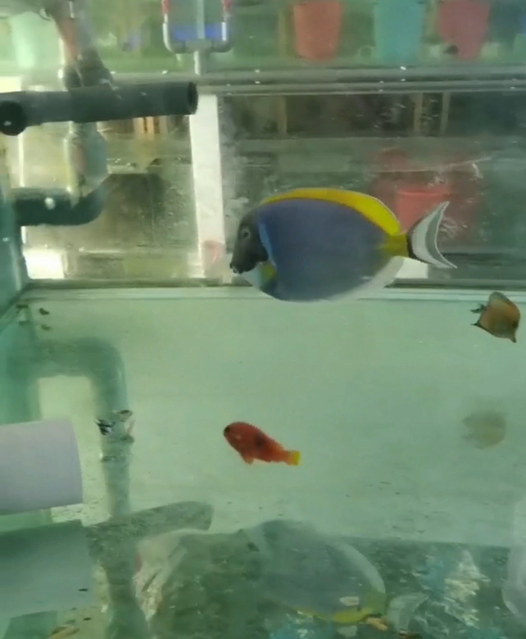 大號(hào)粉藍(lán)吊 龍魚(yú)論壇 第1張 大號(hào)粉藍(lán)吊 大號(hào)粉藍(lán)吊 龍魚(yú)論壇 第1張