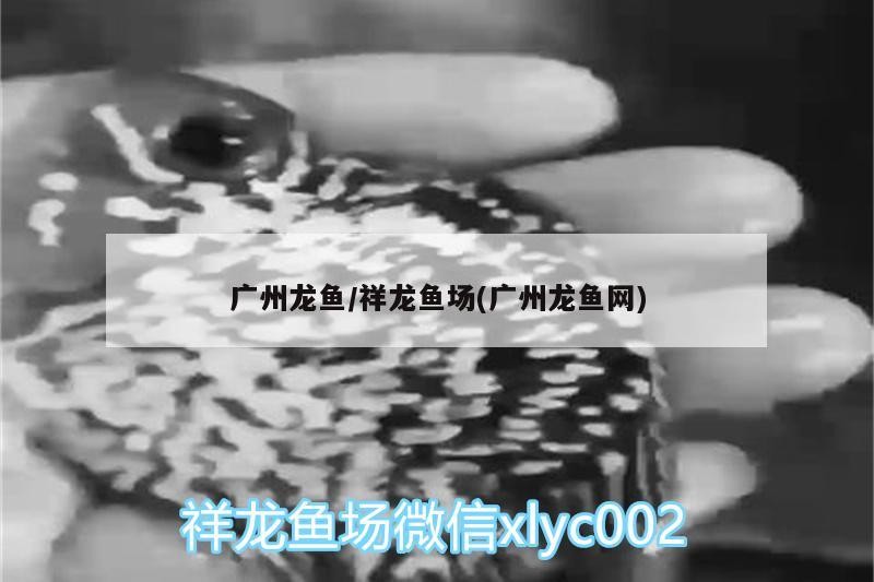 廣州龍魚/祥龍魚場(chǎng)(廣州龍魚網(wǎng))