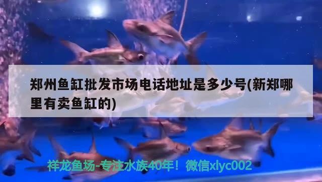 鄭州魚缸批發市場電話地址是多少號(新鄭哪里有賣魚缸的)