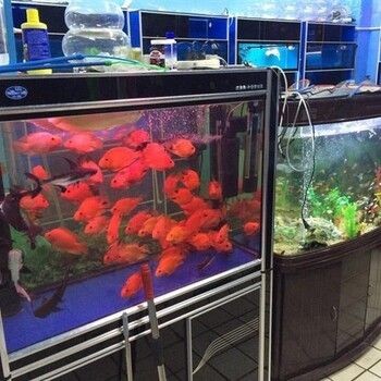 大瀝哪里有魚缸買賣的市場：佛山大瀝海鮮魚池定做