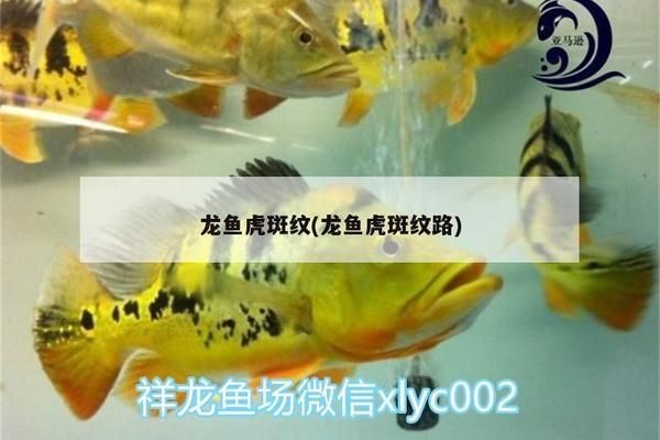 紅龍魚虎斑紋是什么魚種：紅龍魚虎斑紋是一種常見的觀賞價值，紅龍魚虎斑紋的養殖技巧