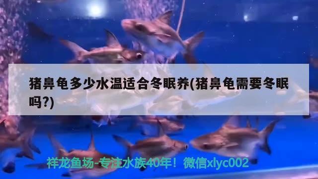 豬鼻龜多少水溫適合冬眠養(豬鼻龜需要冬眠嗎?)