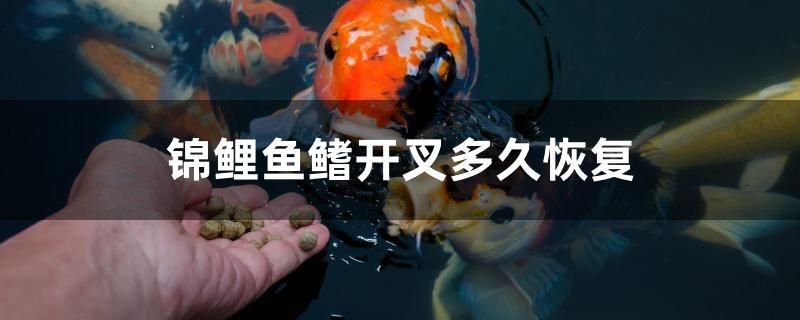 錦鯉魚鰭開叉多久恢復(fù) 錦鯉魚鰭開叉多久恢復(fù) 觀賞魚百科