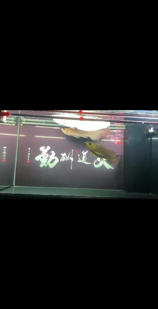 早知如此絆人心，何如當初莫相識