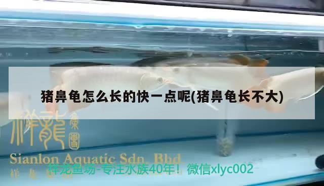 豬鼻龜怎么長的快一點呢(豬鼻龜長不大)