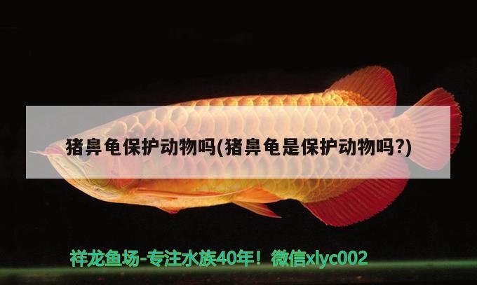 豬鼻龜保護動物嗎(豬鼻龜是保護動物嗎?)