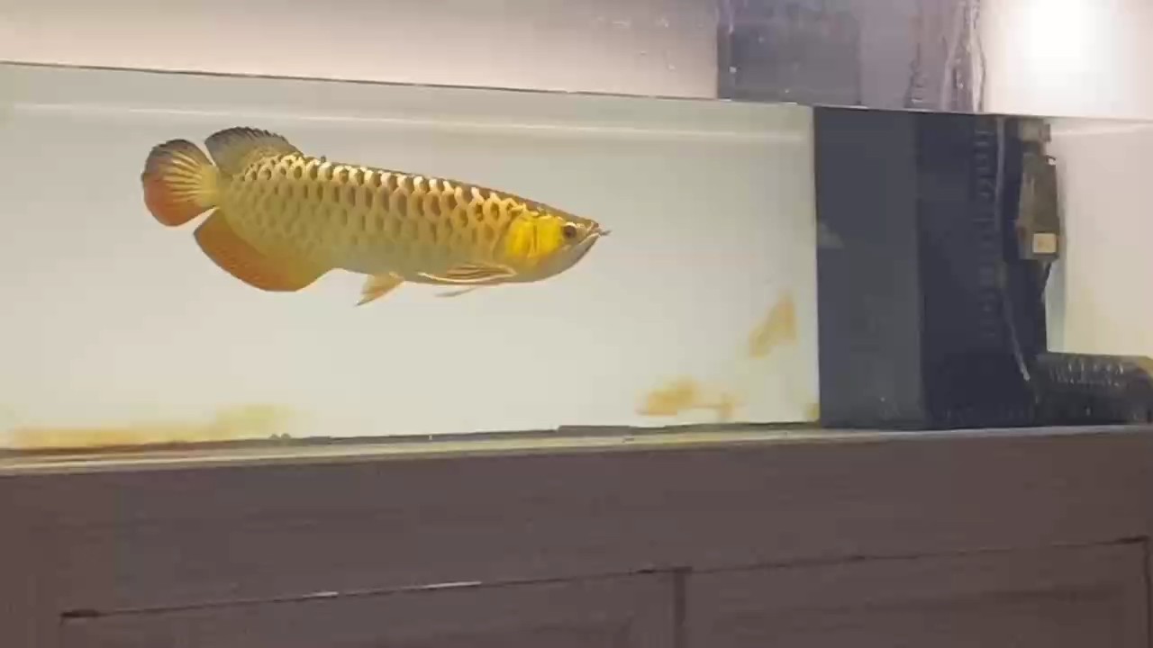 這頭型真的是越來越飽滿圓潤了