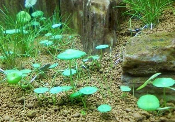 玻璃魚缸種什么植物：在玻璃魚缸中種植植物不僅可以美化環境還能凈化水質