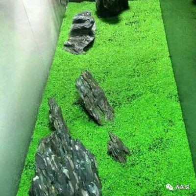 玻璃魚缸種什么植物：在玻璃魚缸中種植植物不僅可以美化環境還能凈化水質