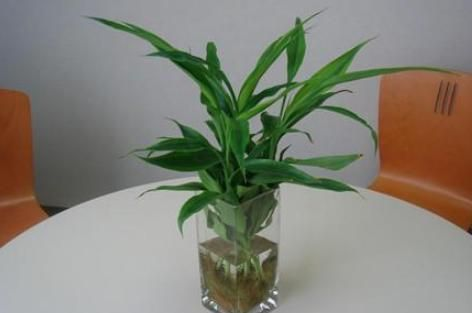 玻璃魚缸種什么植物：在玻璃魚缸中種植植物不僅可以美化環境還能凈化水質