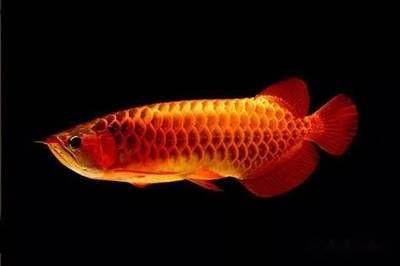 家里養紅龍魚好嗎風水好嗎：紅龍魚在風水學中有什么作用？
