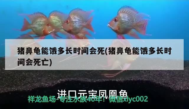 豬鼻龜能餓多長時間會死(豬鼻龜能餓多長時間會死亡)
