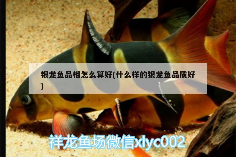 銀龍魚品相怎么算好(什么樣的銀龍魚品質(zhì)好)