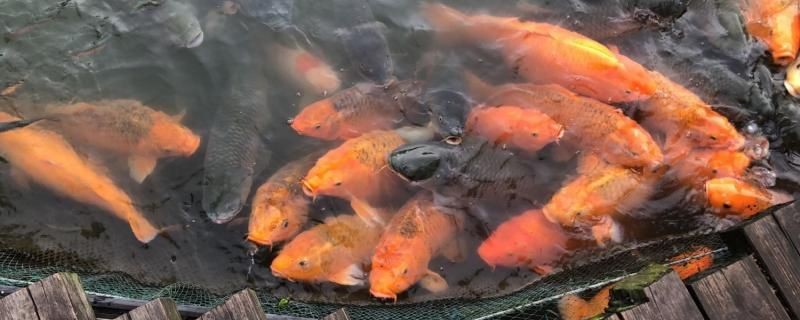 露天魚池70公分水深夠嗎
