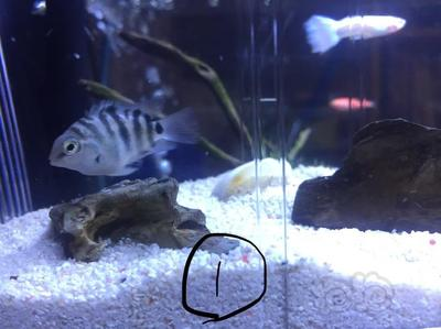 鄯善縣碩果水族店（鄯善縣碩果水族店電話）