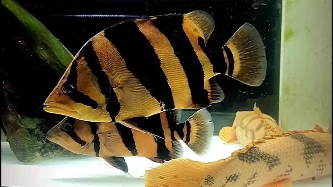 葫蘆島觀賞魚水草養殖基地電話地址(遼西地區是不是不適合人類居住) 觀賞魚百科 第1張 葫蘆島觀賞魚水草養殖基地電話地址(遼西地區是不是不適合人類居住) 葫蘆島觀賞魚水草養殖基地電話地址(遼西地區是不是不適合人類居住) 觀賞魚百科 第1張