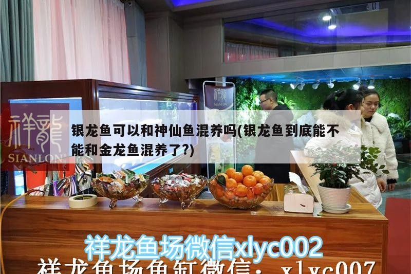 銀龍魚可以和神仙魚混養嗎(銀龍魚到底能不能和金龍魚混養了?)