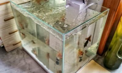 1.3米魚(yú)缸放多少魚(yú) 魚(yú)缸百科 第2張 1.3米魚(yú)缸放多少魚(yú) 1.3米魚(yú)缸放多少魚(yú) 魚(yú)缸百科 第2張