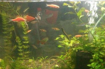 冬天魚缸水變綠