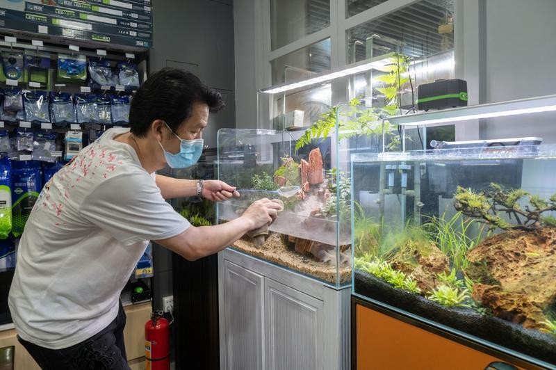 請教各位大師虎魚沉缸怎么救？ 請教各位大師虎魚沉缸怎么救？ 虎魚百科 第2張