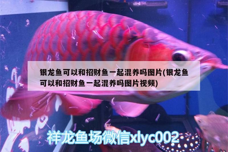 銀龍魚可以和招財魚一起混養嗎圖片(銀龍魚可以和招財魚一起混養嗎圖片視頻)