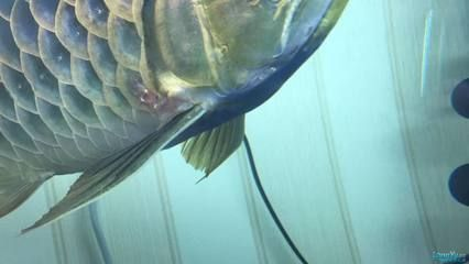 龍魚發(fā)紅是怎么回事：龍魚發(fā)紅可能由多種原因引起