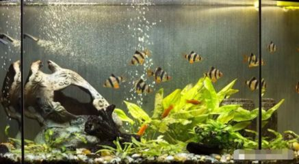 大亞灣哪里有賣魚缸的店鋪呢:大亞灣哪里有賣魚缸的店鋪 魚缸百科 第4張 大亞灣哪里有賣魚缸的店鋪呢:大亞灣哪里有賣魚缸的店鋪 大亞灣哪里有賣魚缸的店鋪呢:大亞灣哪里有賣魚缸的店鋪 魚缸百科 第4張