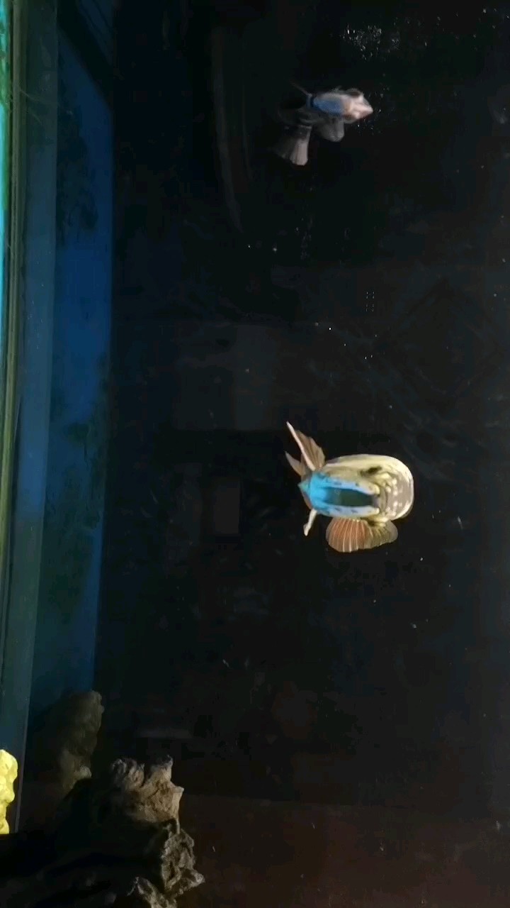 品質(zhì)怎么樣 品質(zhì)怎么樣 龍魚論壇