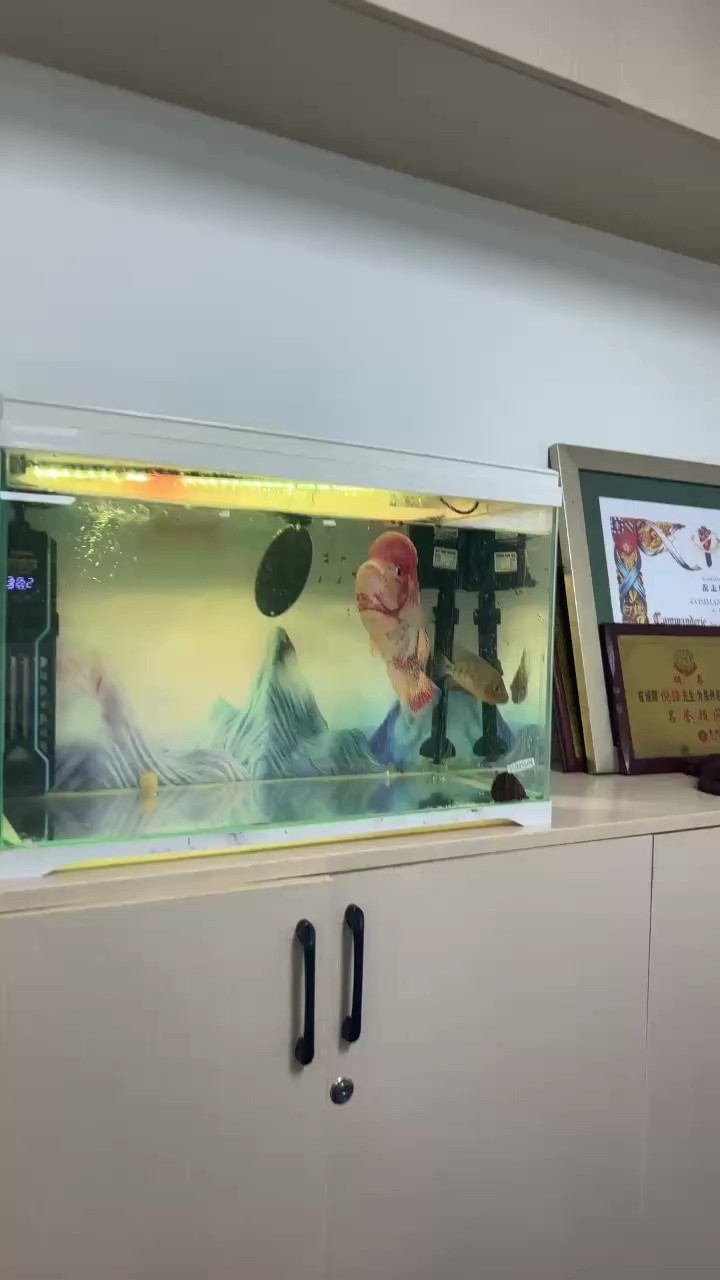 金龍魚長到50cm需要多大的魚缸?,金龍魚從出生到50cm長需要約1-2年時間 龍魚百科 第1張 金龍魚長到50cm需要多大的魚缸?,金龍魚從出生到50cm長需要約1-2年時間 金龍魚長到50cm需要多大的魚缸?,金龍魚從出生到50cm長需要約1-2年時間 龍魚百科 第1張