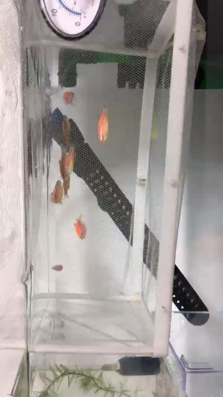準備繁殖