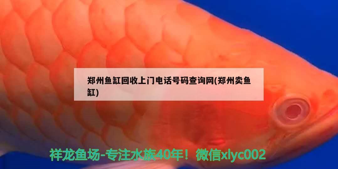 鄭州魚(yú)缸回收上門(mén)電話號(hào)碼查詢網(wǎng)(鄭州賣(mài)魚(yú)缸)