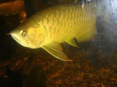 金龍魚(yú)大魚(yú)價(jià)格多少