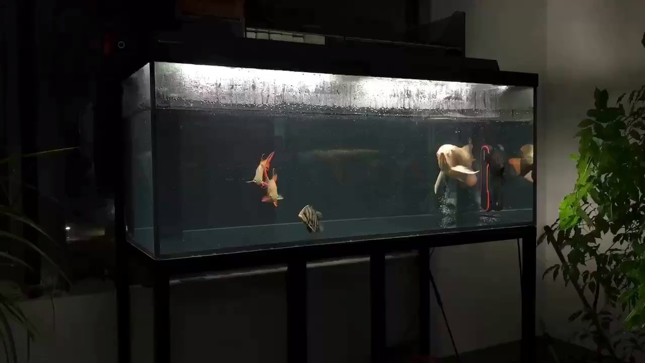 夜色真美 夜色真美 龍魚論壇
