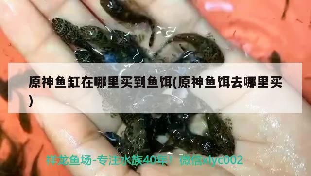 原神魚缸在哪里買到魚餌(原神魚餌去哪里買)
