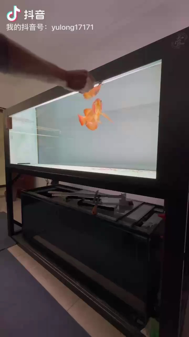 就是喜歡聽龍魚甩水聲音，撲通…..