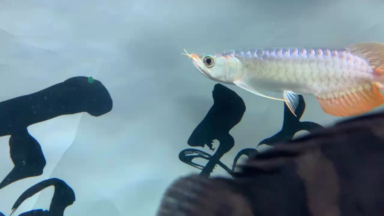 魚缸 求大神品鑒 龍魚論壇 求大神品鑒 求大神品鑒 龍魚論壇