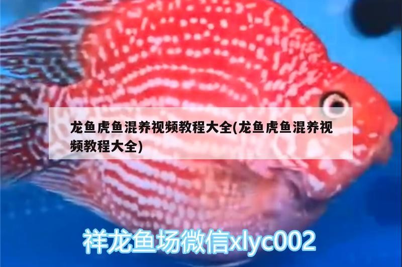 龍魚虎魚混養(yǎng)視頻教程大全(龍魚虎魚混養(yǎng)視頻教程大全)