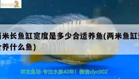 兩米長魚缸寬度是多少合適養(yǎng)魚(兩米魚缸適合養(yǎng)什么魚)