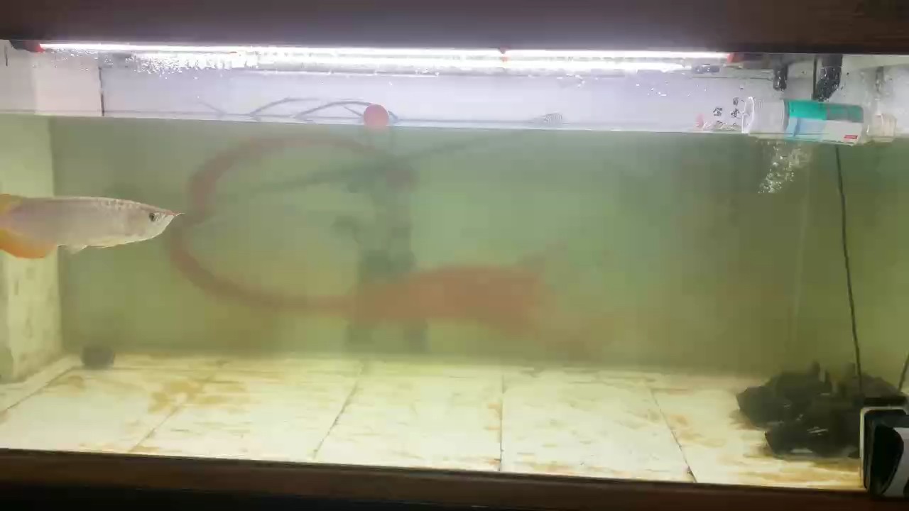 今天換水比以前都早，就是不想洗魚缸 今天換水比以前都早，就是不想洗魚缸 龍魚論壇