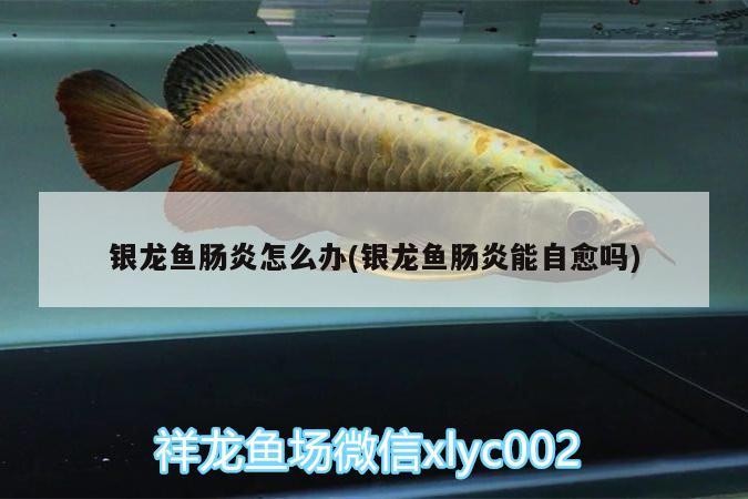 銀龍魚腸炎怎么辦(銀龍魚腸炎能自愈嗎)