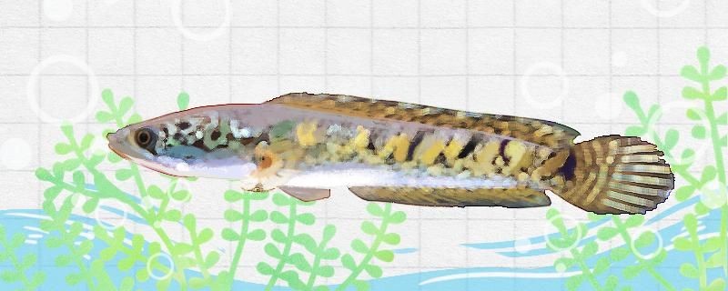 黃金眼鏡蛇雷龍多久成年 黃金眼鏡蛇雷龍多久成年 觀賞魚百科