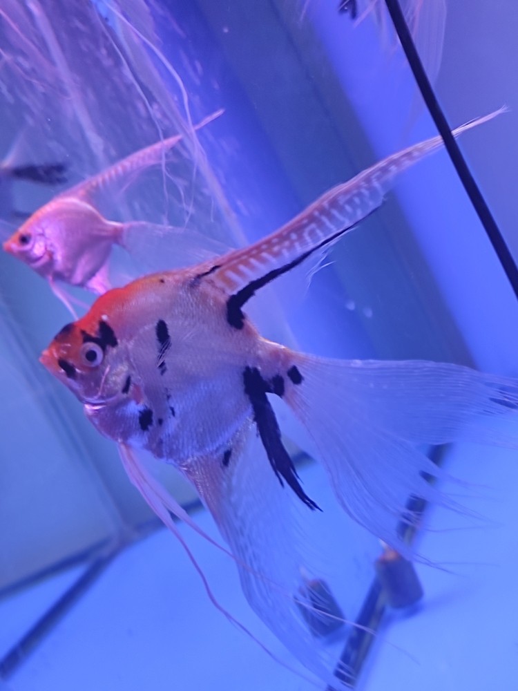 金頂，金頂熊貓神仙魚。