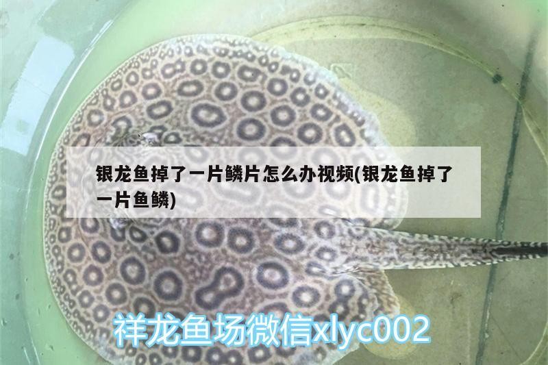 紅龍魚用黃燈烤有用嗎 銀龍魚掉了一片鱗片怎么辦視頻(銀龍魚掉了一片魚鱗) 銀龍魚百科 銀龍魚掉了一片鱗片怎么辦視頻(銀龍魚掉了一片魚鱗) 銀龍魚掉了一片鱗片怎么辦視頻(銀龍魚掉了一片魚鱗) 銀龍魚百科