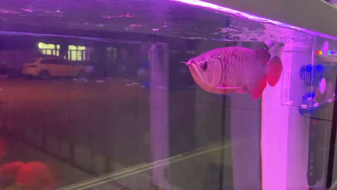 兩個月大了有5公分 兩個月大了有5公分 龍魚論壇