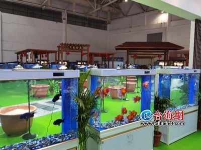 觀賞魚平臺有哪些品牌（熱帶魚的世界之旅）
