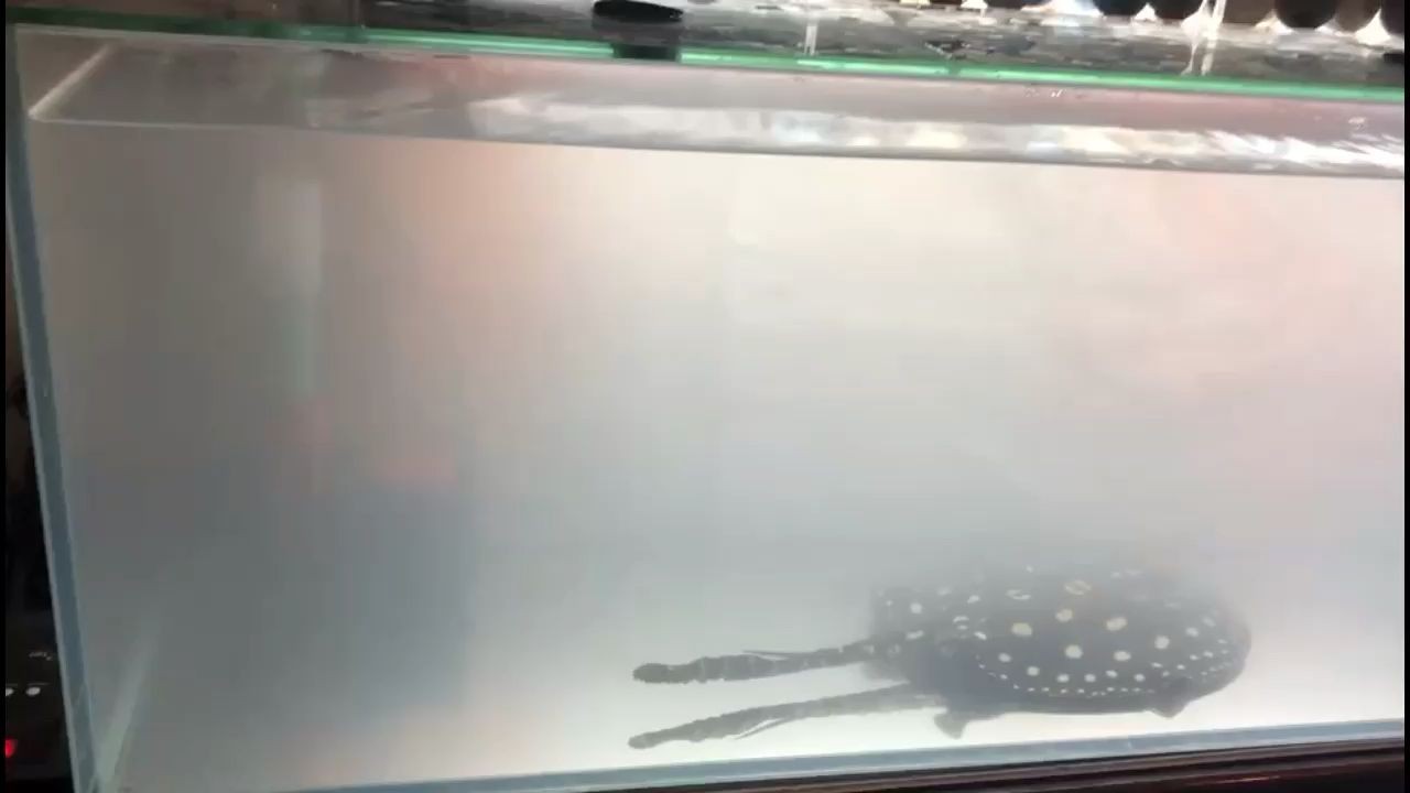 魟魚換水