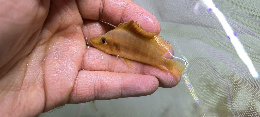極品黃金虎