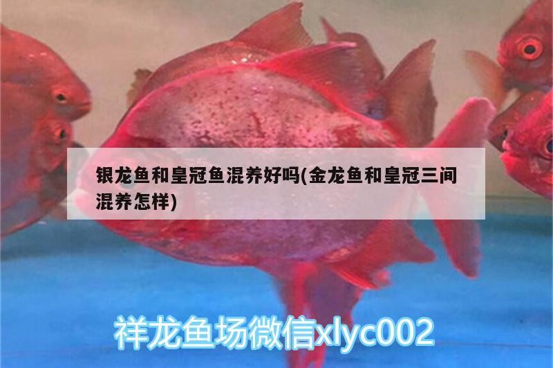銀龍魚和皇冠魚混養好嗎(金龍魚和皇冠三間混養怎樣)